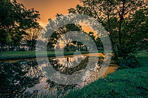 Fallen yellow petals of Padauk flowers covering the pond with evening sky at Phutthamonthon public park,Nakhon Pathom Province,Tha