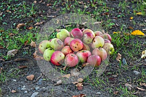 Fallen Ãâ¬otten apples on the ground in garden