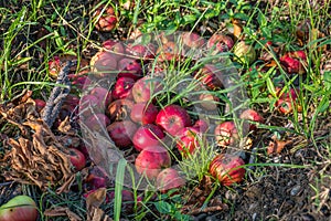 Fallen Ãâ¬otten apples on the ground in garden