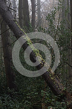 fallen tree in the woods