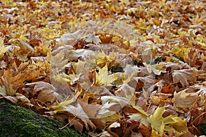 Falling autumn colored leaves carpet