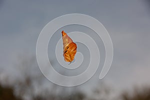 Falling autumn leaf