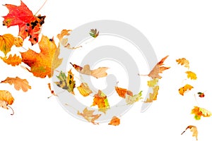 Falling Autumn Leaves