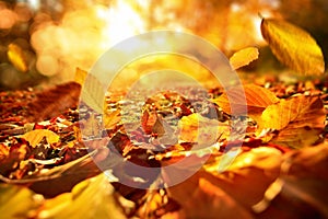 Falling Autumn leaves in lively sunlight photo