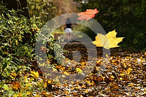 Falling Autumnal leaves