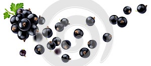 Falling black currant isolated on white background