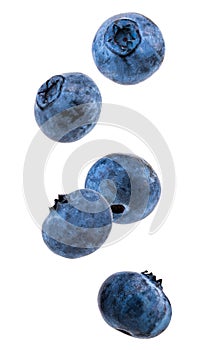 Falling blueberries isolated on a white background