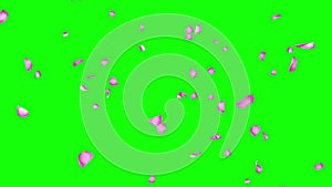 Falling Cherry Blossom Petal on Pink Loop background, Looped. Green Screen