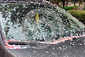 Falling cherry petals cover car windshield with a pink layer of petals