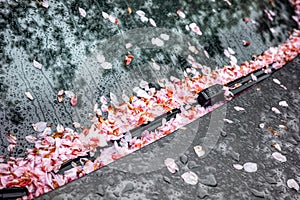 Falling cherry petals cover car windshield with a pink layer of petals