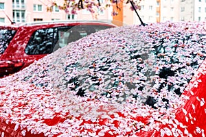 Falling cherry petals cover car windshield with a pink layer of petals