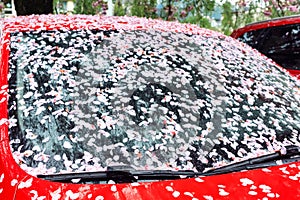 Falling cherry petals cover car windshield with a pink layer of petals