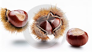 Falling Chestnuts isolate on White background