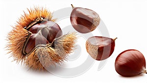 Falling Chestnuts isolate on White background