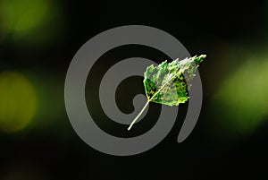 Falling down birch leaf flying and spinning in air