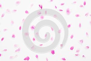 Falling down pink roses petals on white background. Flat lay, top view. Valentine`s background. Love, romance concept