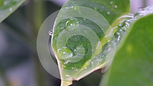 Falling drops of water on a beautiful green indoor plant.