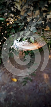Falling feather of a bird