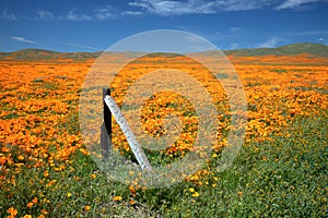 Falling fence post in field of California Golden Poppies during springtime super bloom in southern California high desert