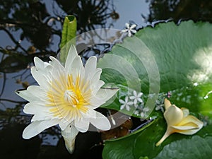 Falling flowers on waterlily leaf