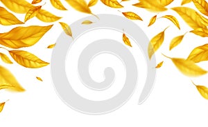 Falling flying autumn leaves background. Realistic autumn yellow leaf isolated on white background. Fall sale background