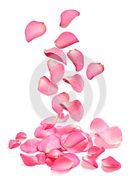 Falling fresh pink rose petals on background