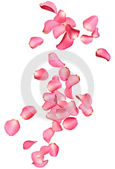 Falling fresh pink rose petals on background