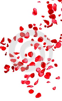 Falling fresh red rose petals on background