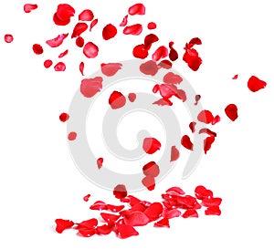 Falling fresh red rose petals on background