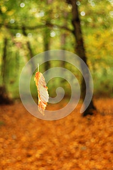 Falling leaf in forest