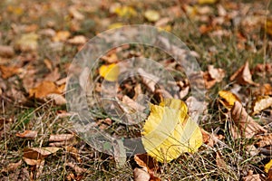 Falling leaf on the grass in Autumn