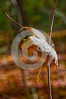 Falling leaf in various colors
