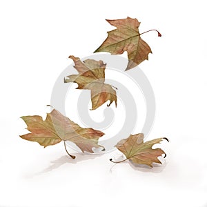 Falling leaves