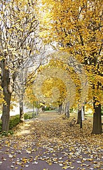 Falling leaves in the gardens of the Palacete de Albeniz on Montjuic mountain, Barcelona photo