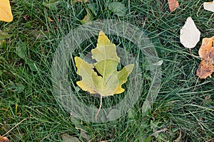 Falling leaves on the green grass. The first autumn falling leaves close-up