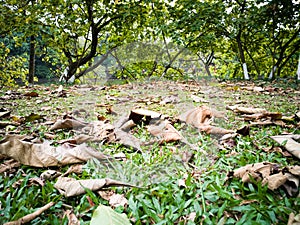 The falling leaves on the lawn in spring