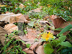 The falling leaves on the lawn in spring