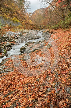 Falling leaves with natural stream in autumn in Nakatsugawa Valley - Yama, Fukushima, Japan