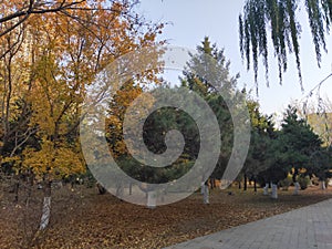 Falling leaves and returning to roots in late autumn photo