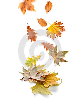 Falling leaves on white background