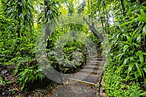 Falling lianas, Dominica photo