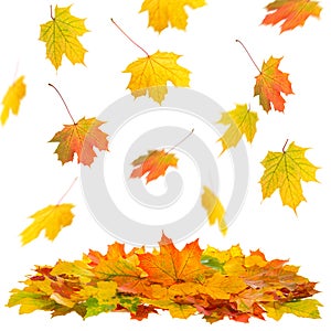 Falling maple leaves white background Autumn fall