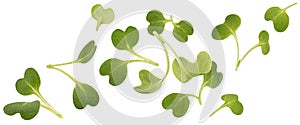 Falling microgreen leaves, arugula sprouts isolated on white background