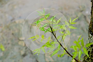 Falling Monsoon Rain on Green Neem Tree Plant leaf. Raindrop on leaves picture. Beautiful rainy season, water drop on green leaf