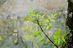 Falling Monsoon Rain on Green Neem Tree Plant leaf. Raindrop on leaves picture. Beautiful rainy season, water drop on green leaf