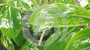 Falling monsoon rain on green plant leaf. Raindrop on leaves. Wet in water. Drenched in rain. Beautiful rainy season, close up.