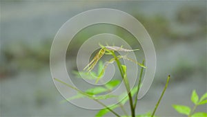 Falling Monsoon Rain water drops on Green Neem Tree Plant leaf. Raindrop on leaves video footage. Beautiful rainy season, water