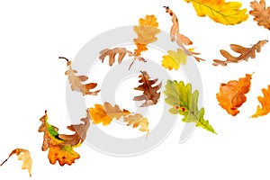 Falling Oak Leaves