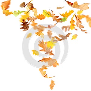 Falling Oak Leaves