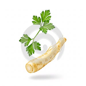 Falling parsnip and parsley isolated on white background. Parsnip root and parsley leaves in motion close-up